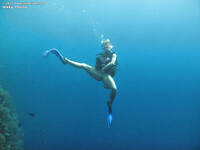 Nikki. Thorne laiha dipping